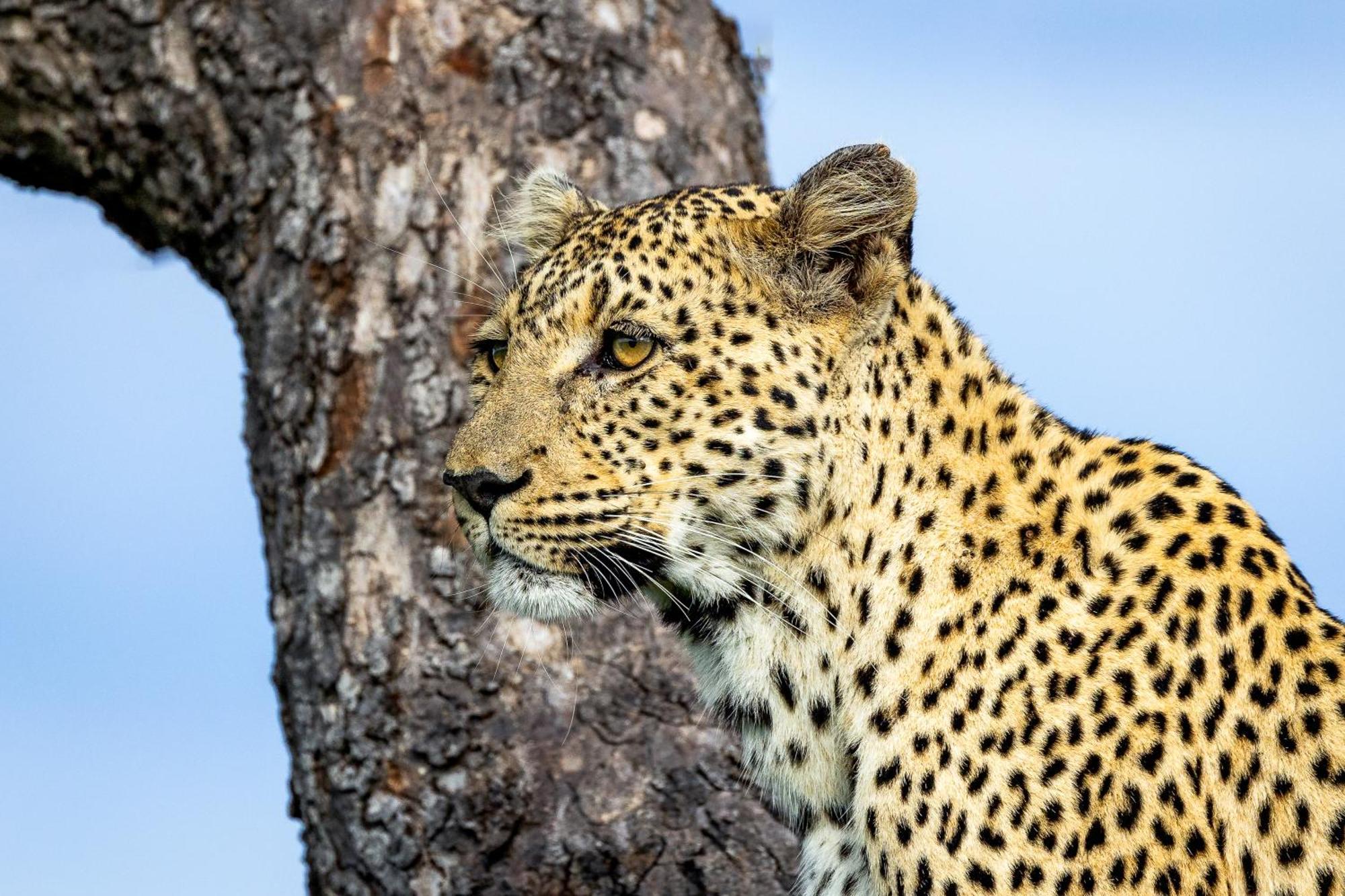 Вилла Tangala Safari Camp Торнибуш-Гейм-Резерв Экстерьер фото