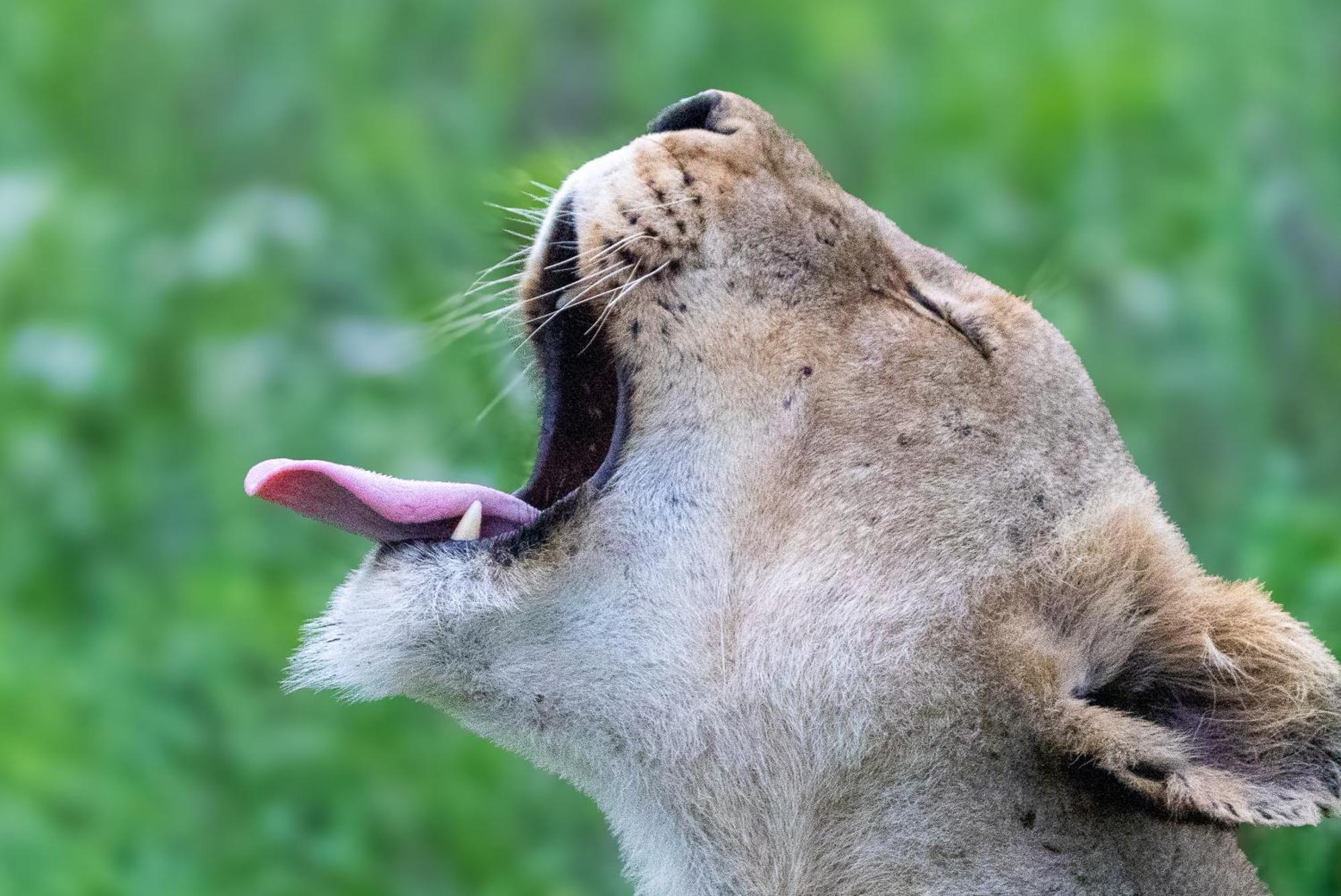 Вилла Tangala Safari Camp Торнибуш-Гейм-Резерв Экстерьер фото